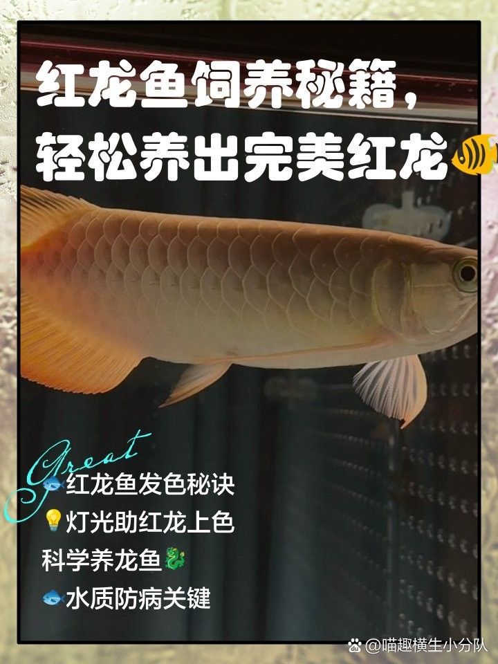 龍魚混養(yǎng)影響發(fā)色嗎 龍魚混養(yǎng)影響發(fā)色嗎 龍魚百科 第8張