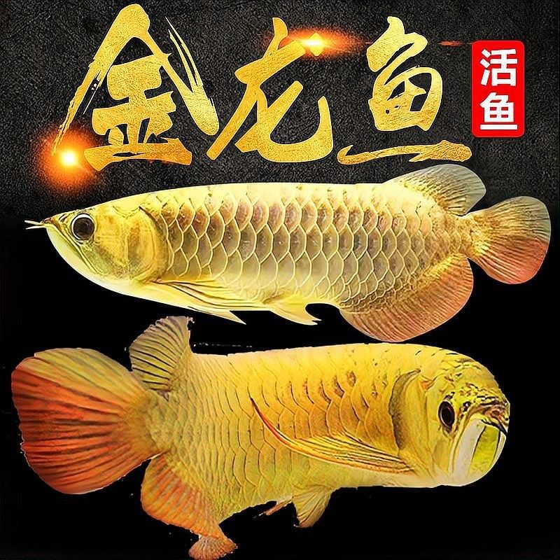 龍魚混養(yǎng)影響發(fā)色嗎 龍魚混養(yǎng)影響發(fā)色嗎 龍魚百科 第6張