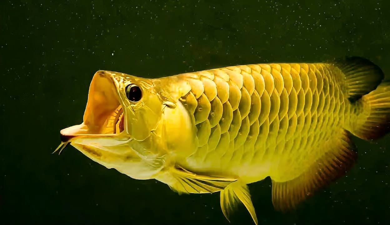 龍魚為什么要烤燈（龍魚烤燈對于人工飼養的龍魚來說是非常重要的） 龍魚為什么要烤燈（龍魚烤燈對于人工飼養的龍魚來說是非常重要的） 龍魚百科 第2張