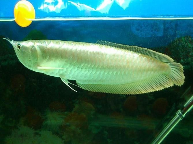 白銀龍魚吃什么長的快一點呢圖片 白銀龍魚吃什么長的快一點呢圖片 龍魚百科 第9張