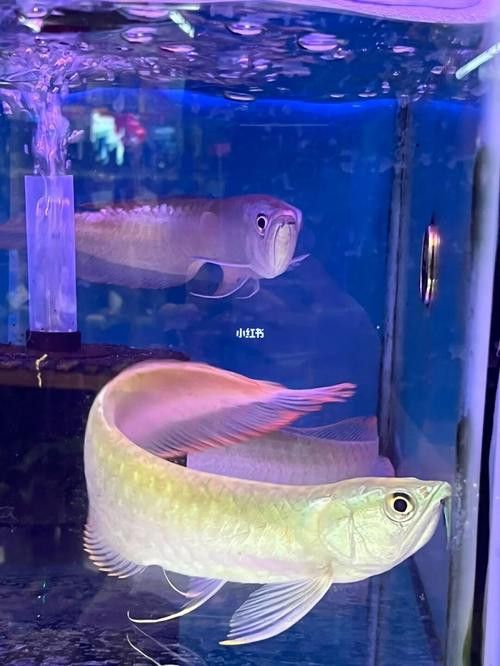 白銀龍魚吃什么長的快一點呢圖片 白銀龍魚吃什么長的快一點呢圖片 龍魚百科 第24張