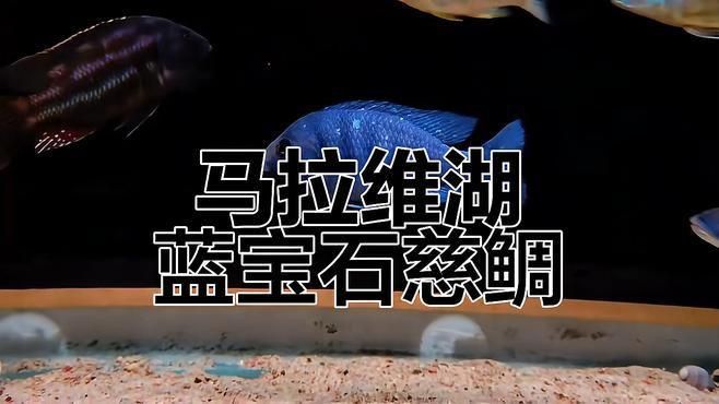 藍(lán)寶石魚
