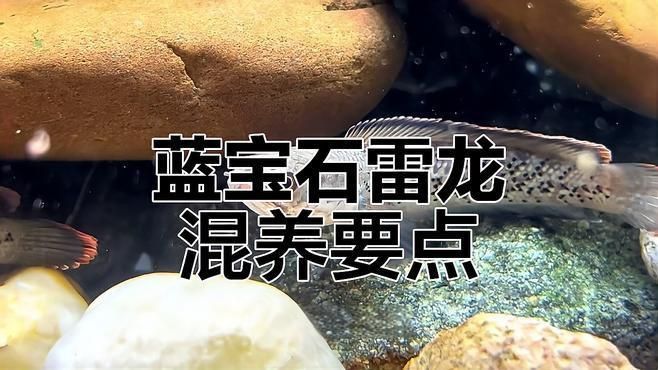 藍(lán)寶石魚