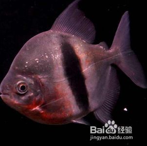 銀板魚燈光模擬自然光技巧：銀板魚燈光模擬自然光的技巧 銀板魚燈光模擬自然光技巧：銀板魚燈光模擬自然光的技巧 龍魚百科 第1張