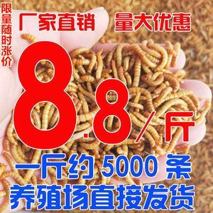 金龍魚可以放黃粉治療嗎：金龍魚可以使用黃粉進行治療，但是需要配合老三樣來進行治療