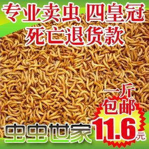 金龍魚可以放黃粉治療嗎：金龍魚可以使用黃粉進行治療，但是需要配合老三樣來進行治療