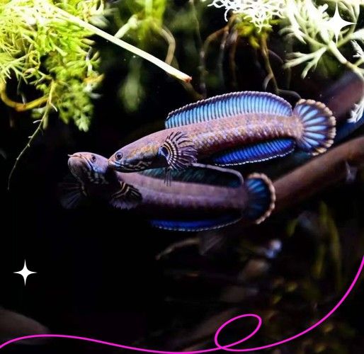 七彩雷龍魚的價格是多少？