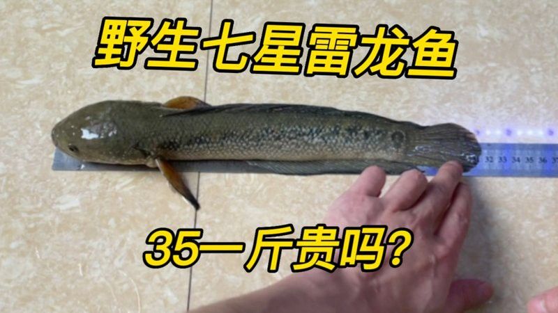 七彩雷龍魚的價格是多少？