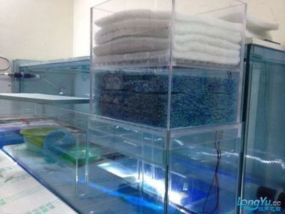 龍魚的水溫大約多少度正常活動：龍魚水溫控制的最佳實(shí)踐信息，龍魚水溫控制的最佳實(shí)踐