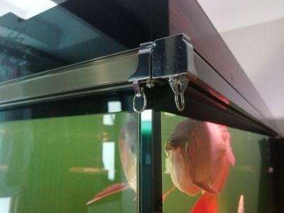 龍魚狀態(tài)不好封缸怎么回事：封缸是龍魚飼養(yǎng)過程中常用的一種治療方法 龍魚狀態(tài)不好封缸怎么回事：封缸是龍魚飼養(yǎng)過程中常用的一種治療方法 龍魚百科 第3張