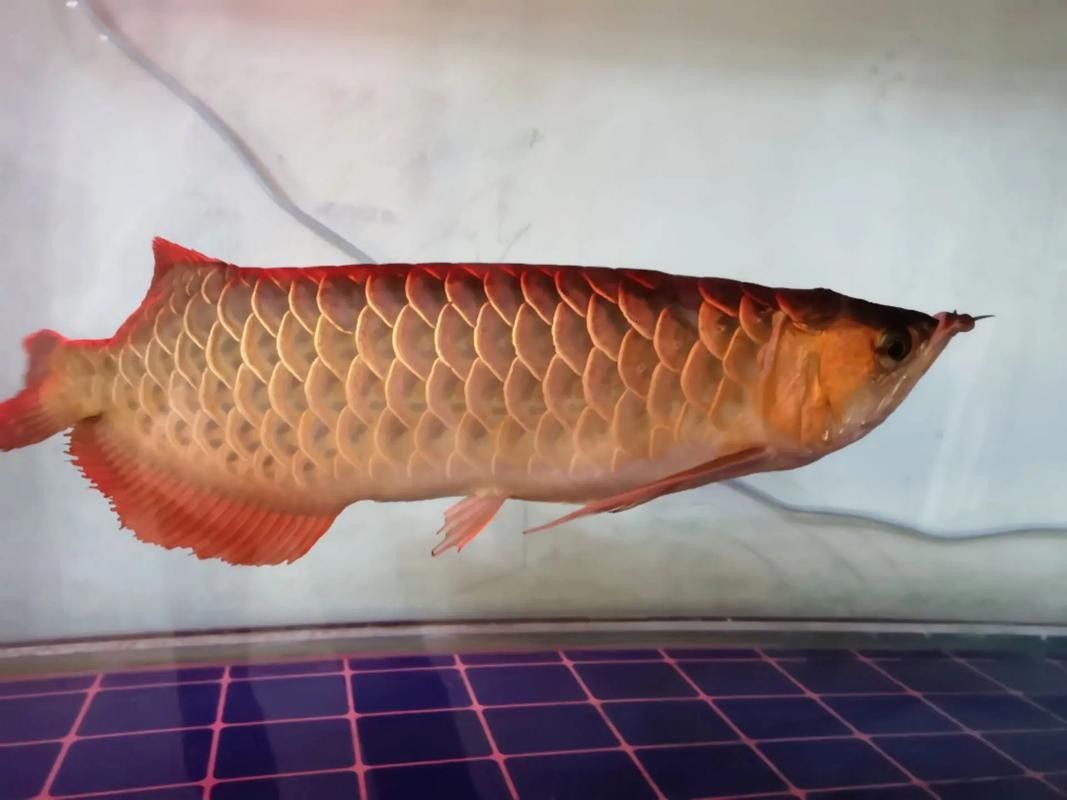 鶴崗龍魚專賣店