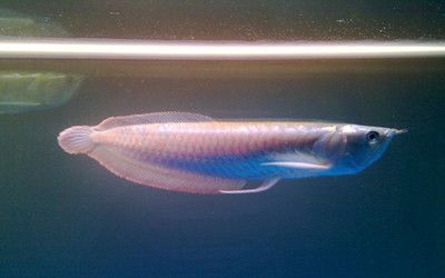 炫彩銀龍魚（炫彩銀龍魚的壽命一般有多長）