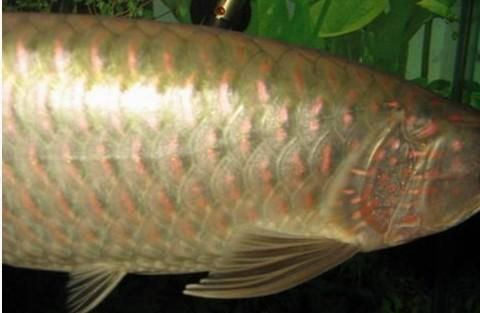 龍魚的壽命有多長時間：龍魚的壽命一般多久？