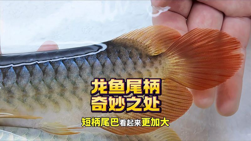 短身龍魚有哪些稀有品種？