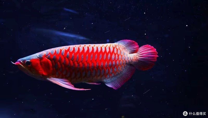 龍魚賽級最討厭三個東西 龍魚賽級最討厭三個東西 龍魚百科 第7張