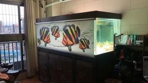 龍魚什么魚缸好：龍魚魚缸品牌推薦，龍魚魚缸尺寸計算方法