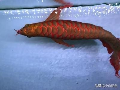 大紅龍魚視頻：紅龍魚40公分最貴的紅龍魚視頻 大紅龍魚視頻：紅龍魚40公分最貴的紅龍魚視頻 龍魚百科 第1張