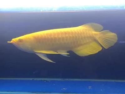 招財(cái)龍魚耐寒嗎（冬季飼養(yǎng)招財(cái)龍魚需要注意什么？）