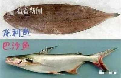 巴沙魚與龍利魚區(qū)別：如何辨別巴沙魚和龍利魚