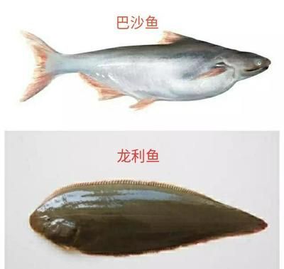 巴沙魚與龍利魚區(qū)別：如何辨別巴沙魚和龍利魚