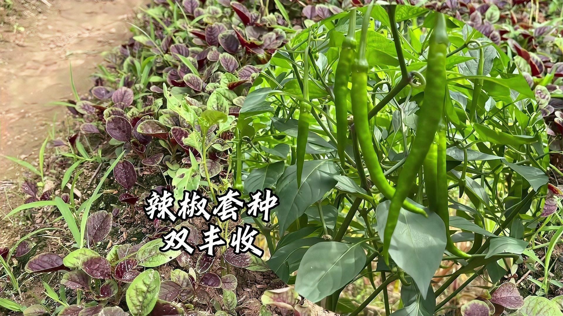 辣椒地套種什么適合