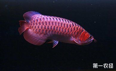 紅龍魚和銀龍魚的區別在哪些地方（紅龍魚和銀龍魚在多個方面存在顯著的區別）