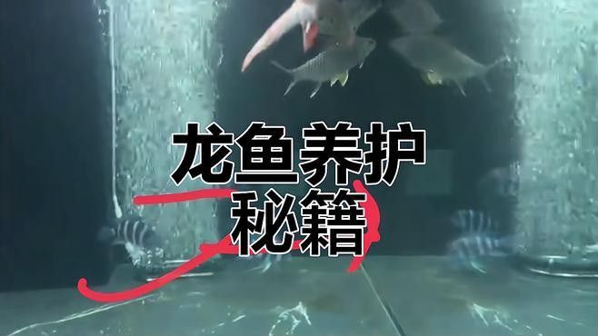 龍魚怎么做手術吃的