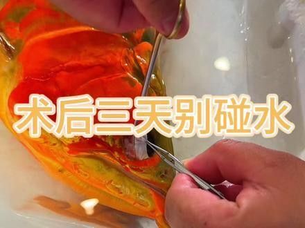 龍魚怎么做手術吃的