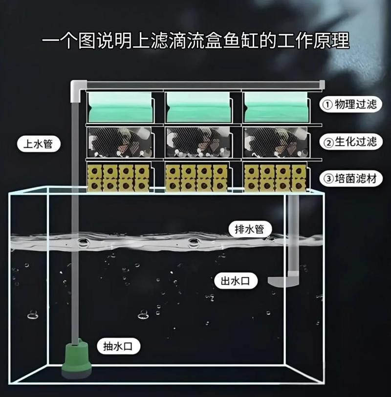 如何保持銀龍魚缸的水質穩定？