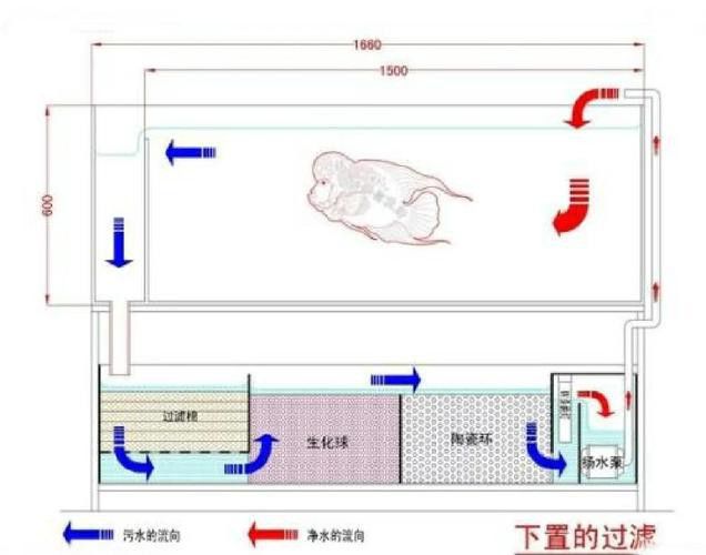 如何保持銀龍魚缸的水質穩定？