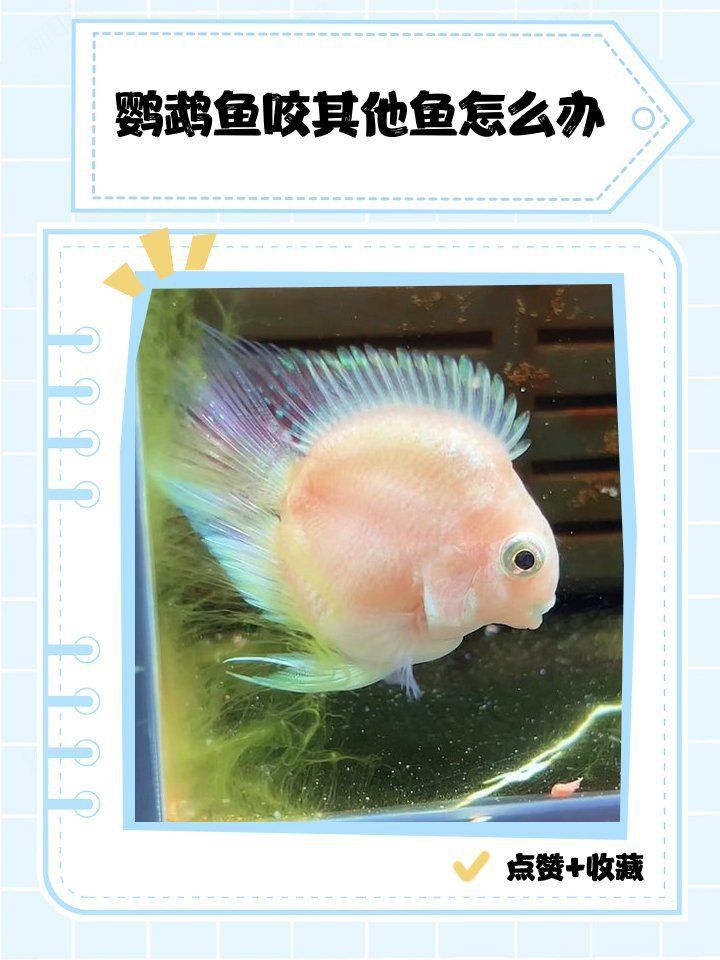 金剛鸚鵡魚太兇了,咬死其他魚