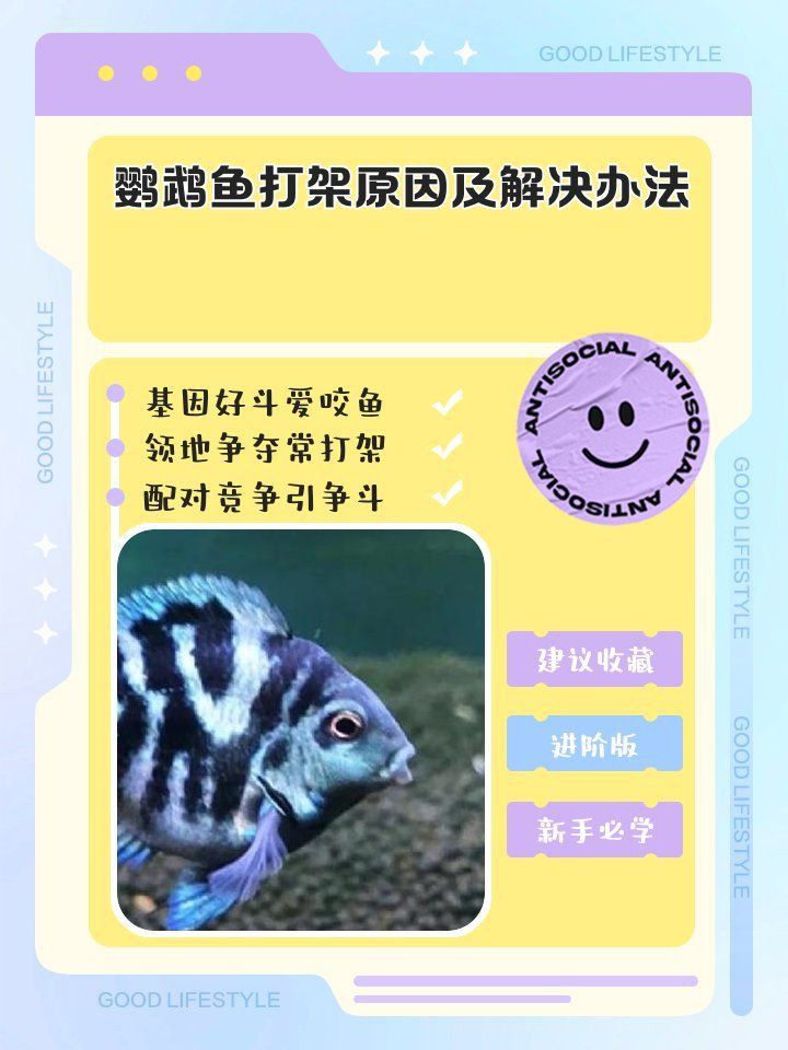 金剛鸚鵡魚太兇了,咬死其他魚