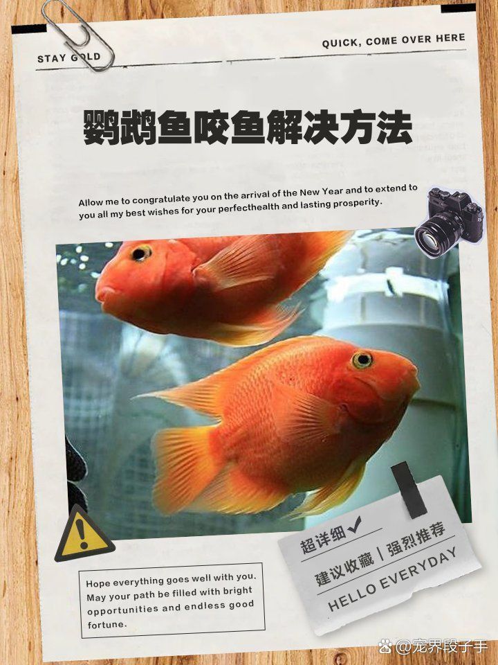 金剛鸚鵡魚太兇了,咬死其他魚