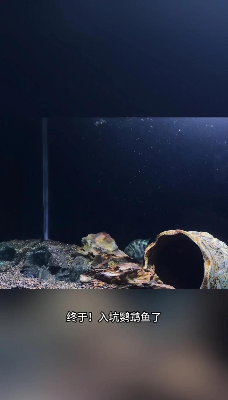 金剛鸚鵡魚太兇了,咬死其他魚