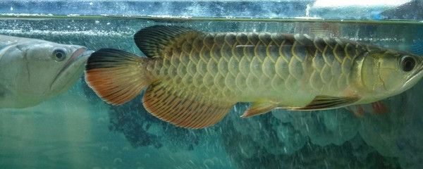 金龍魚多大停止爬背：金龍魚停止爬背的時(shí)間大約在3年左右，值得注意的是