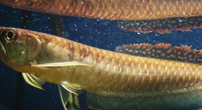 龍魚和鸚鵡混養溫度多少合適 龍魚和鸚鵡混養溫度多少合適 龍魚百科 第7張