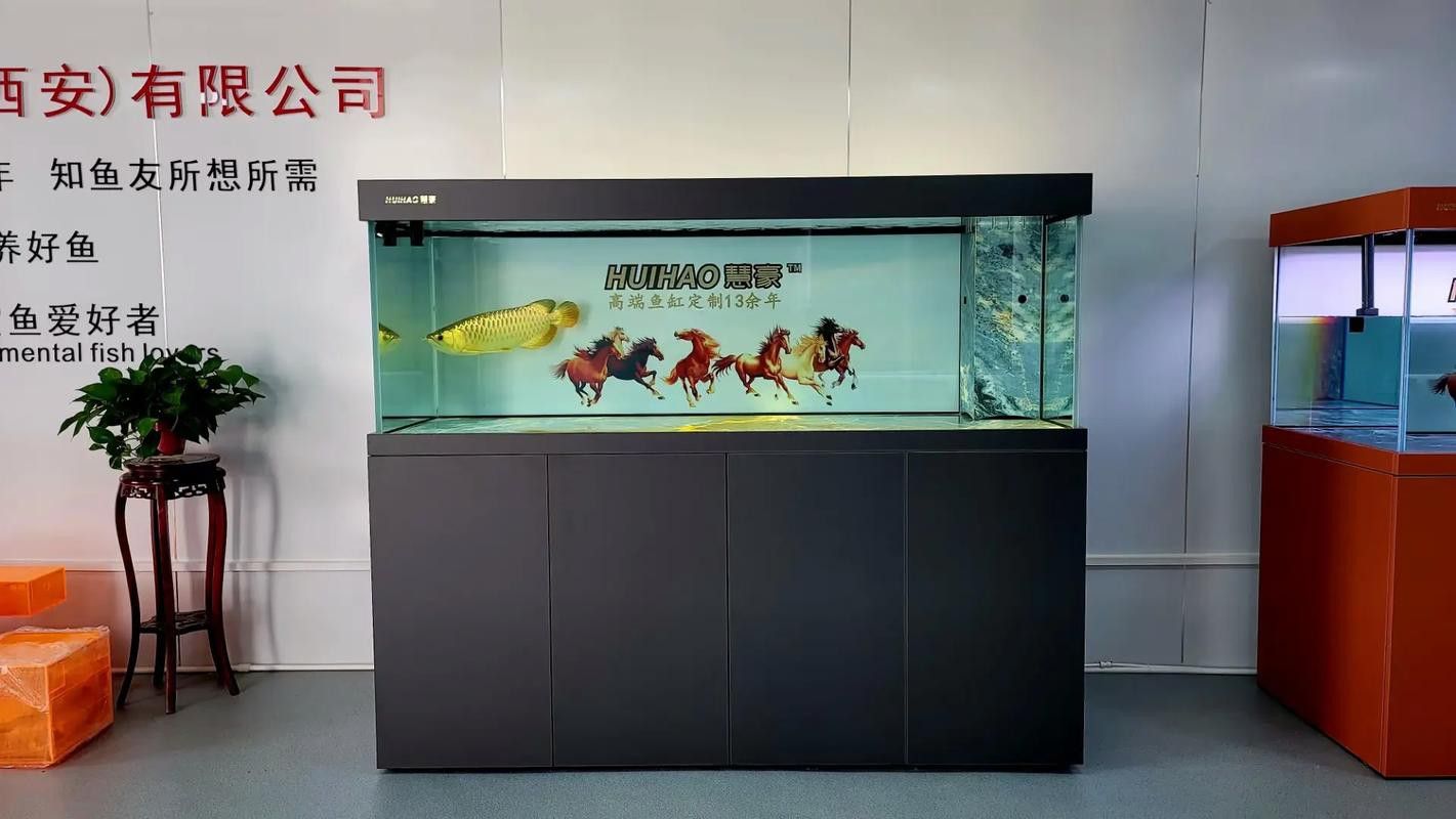 西安魚缸祥龍魚場魚缸 西安魚缸祥龍魚場魚缸 龍魚百科 第1張