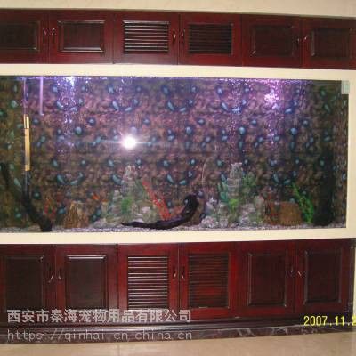 西安魚缸祥龍魚場魚缸 西安魚缸祥龍魚場魚缸 龍魚百科 第7張