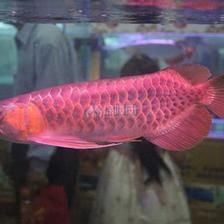 印度紅龍魚價(jià)格：印尼紅龍魚價(jià)格