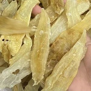 金龍魚膠怎么辨別：如何辨別金龍魚膠的真偽和品質 金龍魚膠怎么辨別：如何辨別金龍魚膠的真偽和品質 龍魚百科 第2張