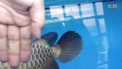 金龍魚吃活小魚好嗎（如何給金龍魚喂食活小魚）