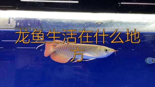 世界上有沒有金龍魚這種魚