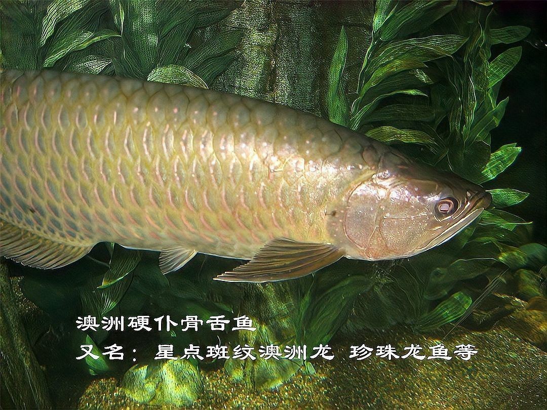 世界上有沒有金龍魚這種魚