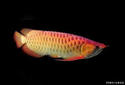 龍魚屬于海魚嗎還是河魚：龍魚屬于淡水魚而不是海魚，而不是海魚， 龍魚屬于海魚嗎還是河魚：龍魚屬于淡水魚而不是海魚，而不是海魚， 龍魚百科 第5張