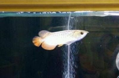 龍魚要養多久才大：龍魚從幼魚成長為成年大魚大約需要3到5年時間