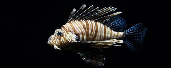 怎么樣讓龍魚狀態變好：如何提高龍魚的生活質量和健康水平