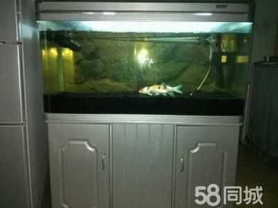彩蝶魚缸過濾系統（彩蝶魚缸過濾系統改造案例）