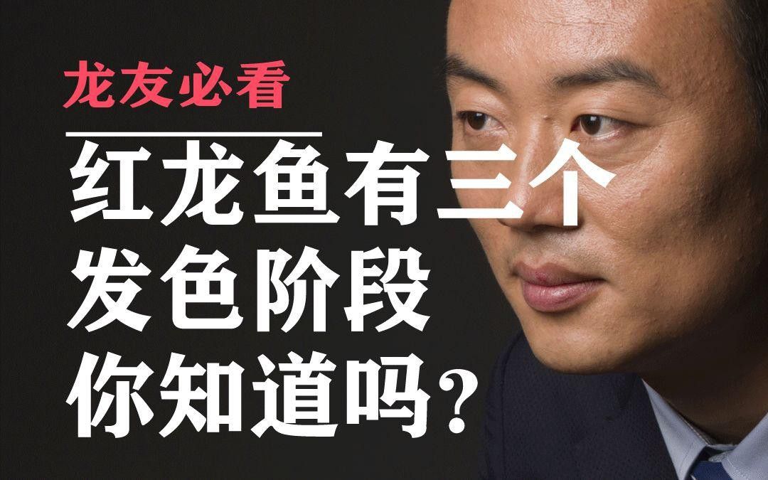 紅龍發色期間應該喂什么飼料？