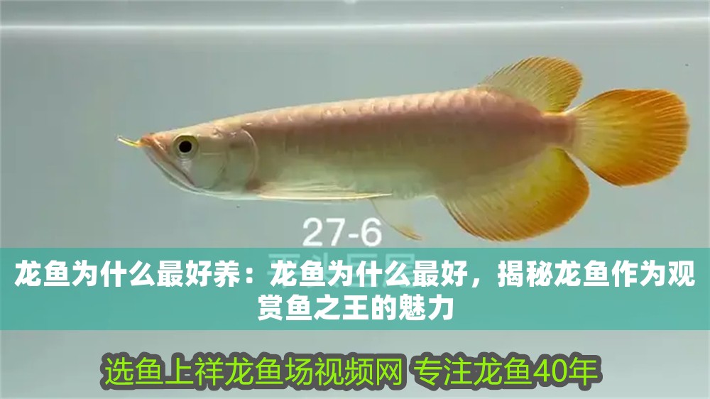 龍魚為什么最好養：龍魚為什么最好，揭秘龍魚作為觀賞魚之王的魅力