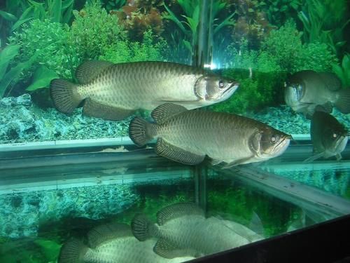 龍魚長不大是什么原因（龍魚為什么長不大）